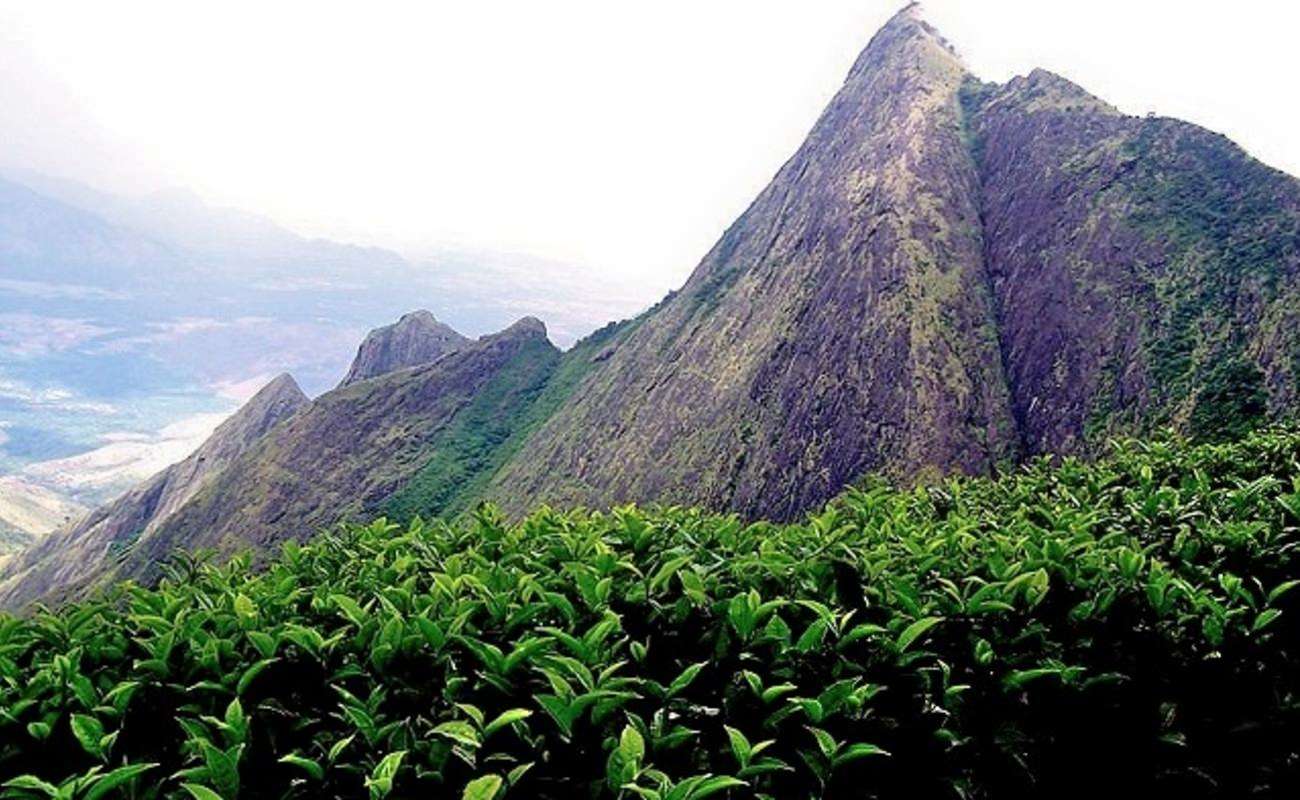 Kolukkumalai Tea Estate
