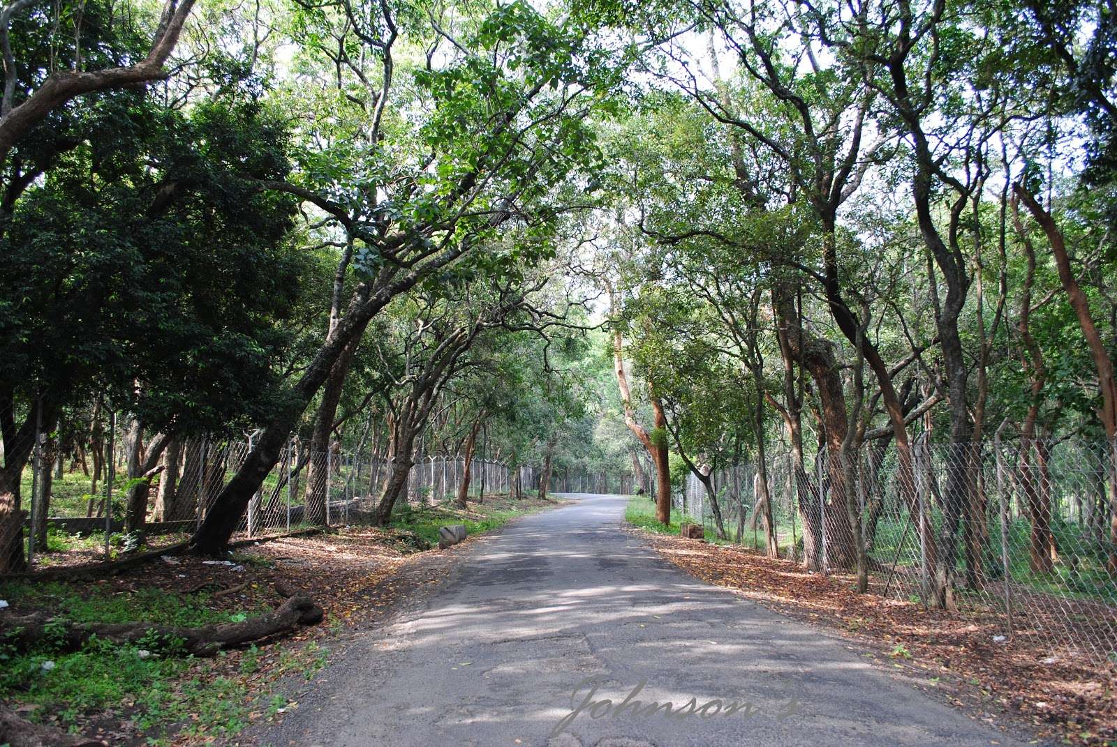 Marayoor Sandalwood Forests