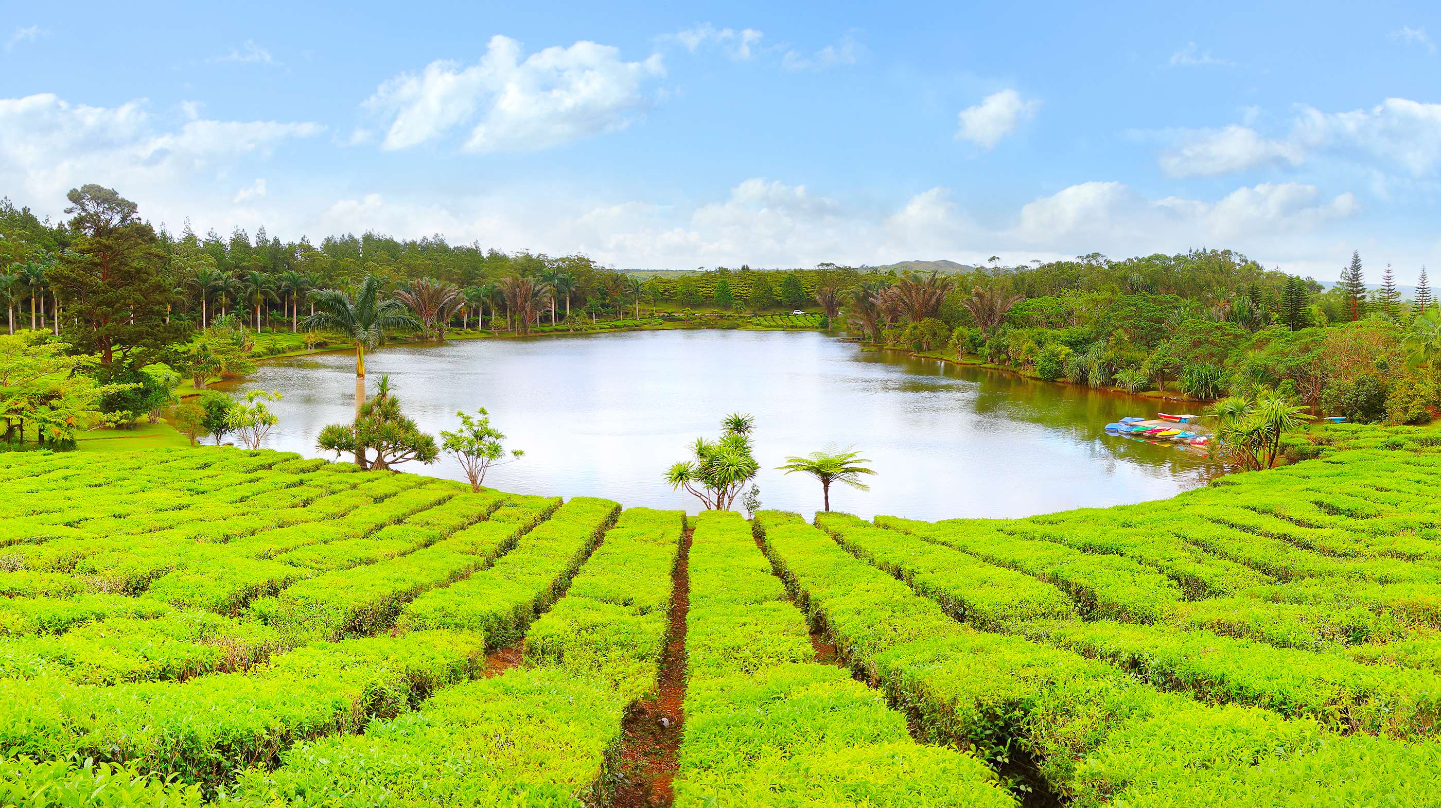 Explore Tea Plantations