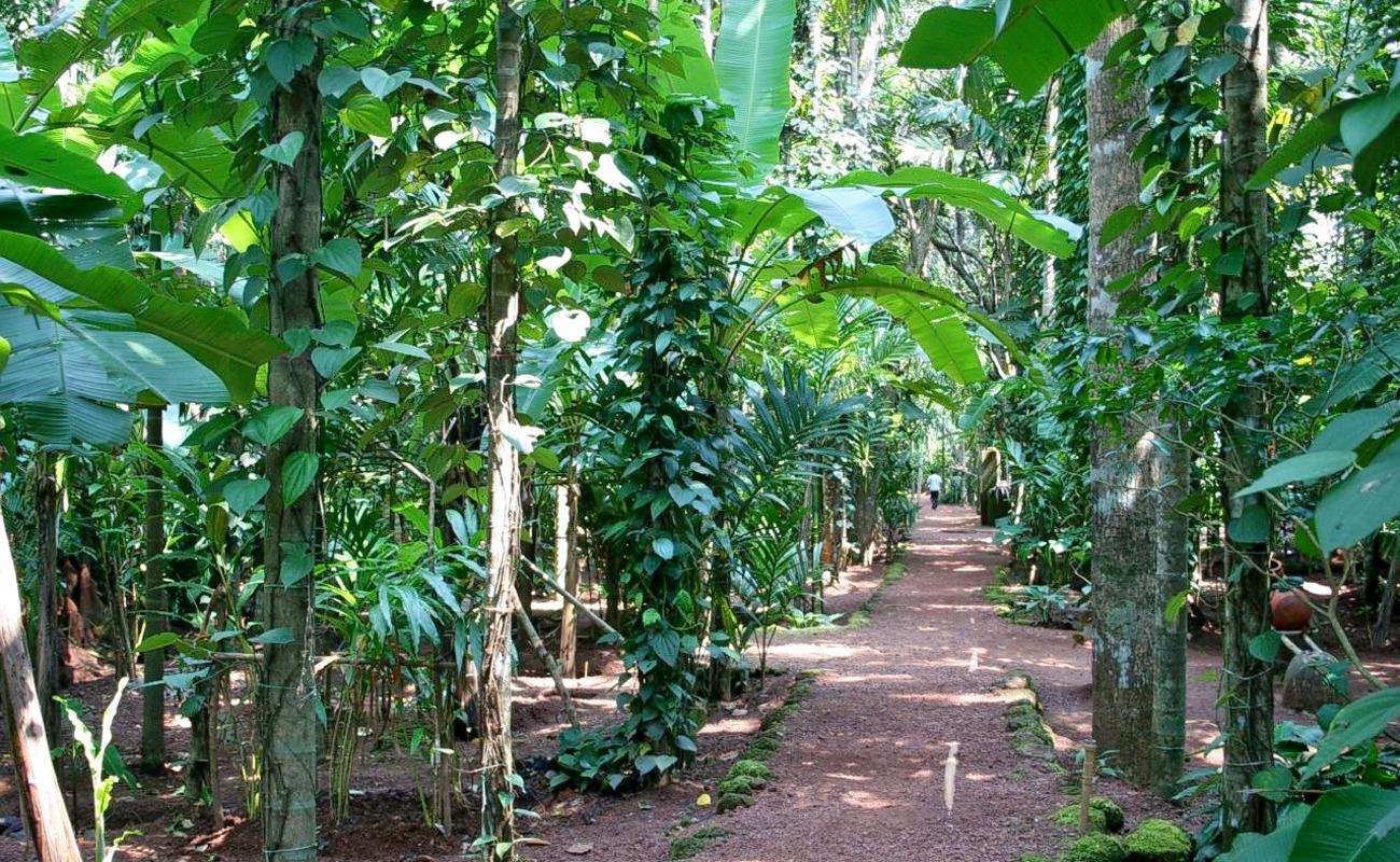 Visit Spice Plantation