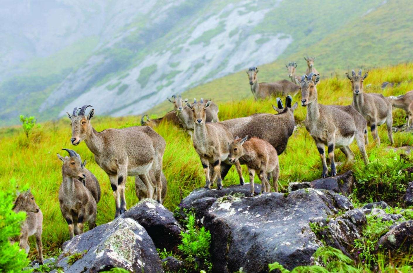 Meet Nilgiri Tahr In Eravikulam National Park