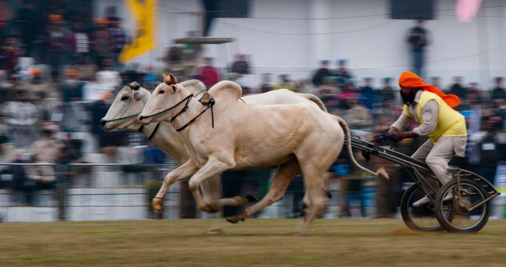 Experience Bullock Race