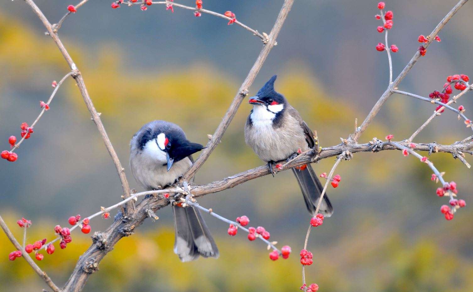 Watch Incredible Bulbuls In Thattekad Bird Sanctuary