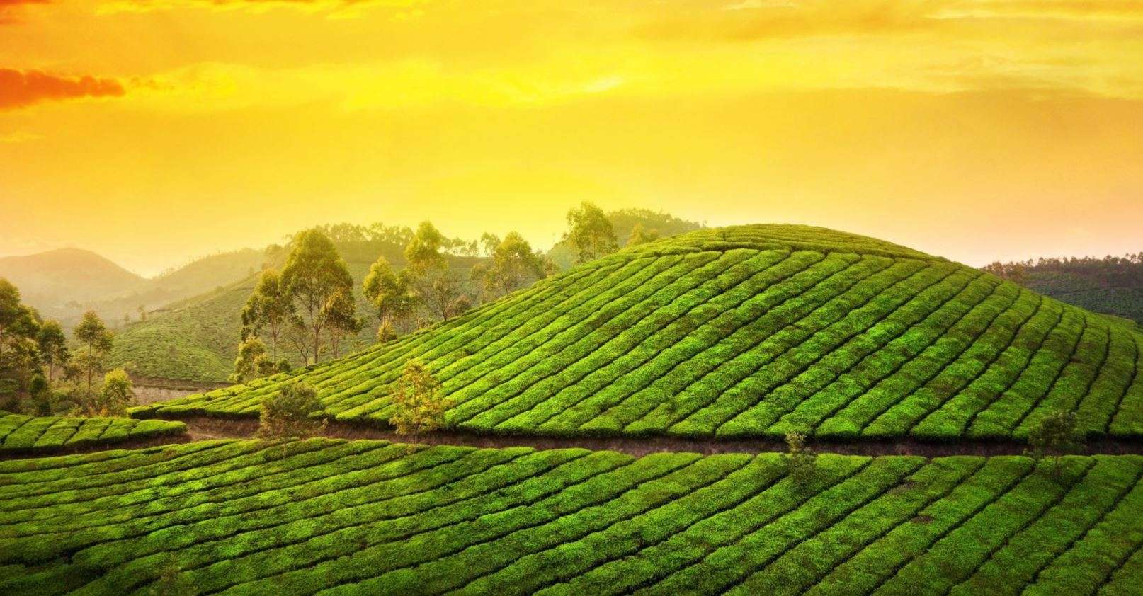 Walk Between Tea Gardens of Munnar