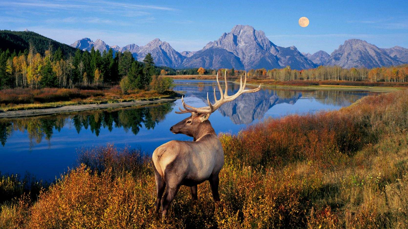 Visit The World of Forests & Animals - Eravikulam National Park