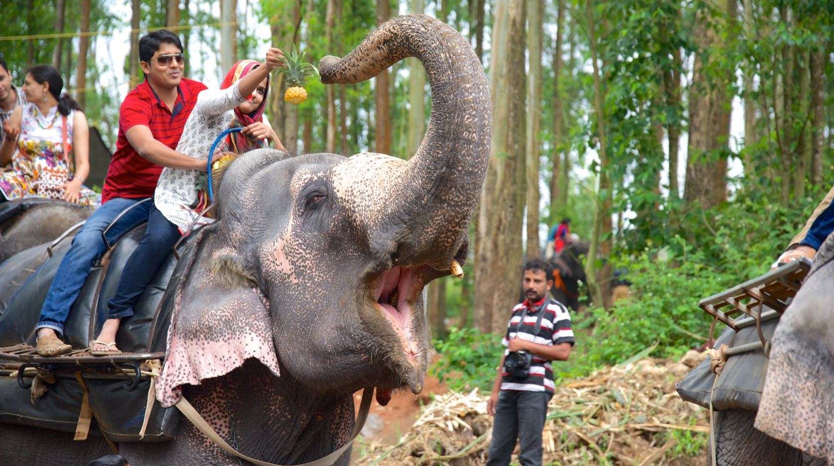 Ride Elephants at Carmelagiri Elephant Park