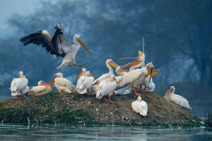 Bharatpur Bird Sanctuary - 176 km from Delhi