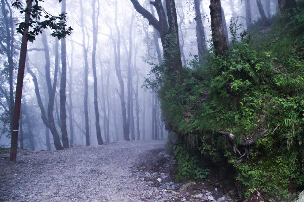 Pangot - 310 km from Delhi