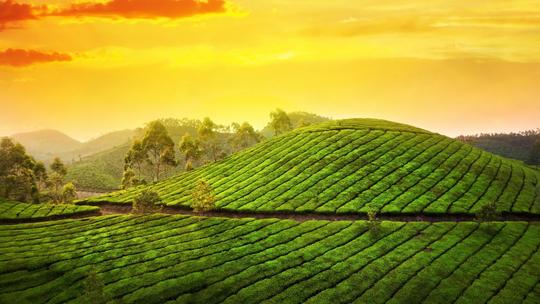 30 Best Things To Do In Munnar On Honeymoon