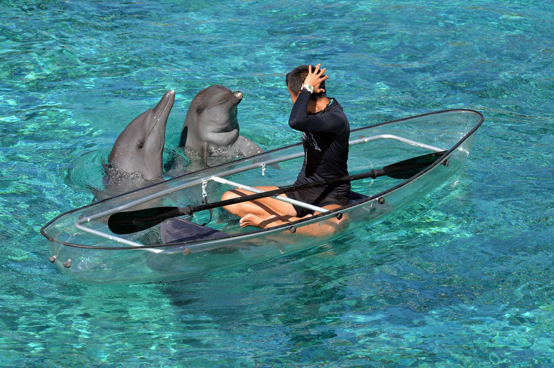 Meet Dolphins St John’s Island