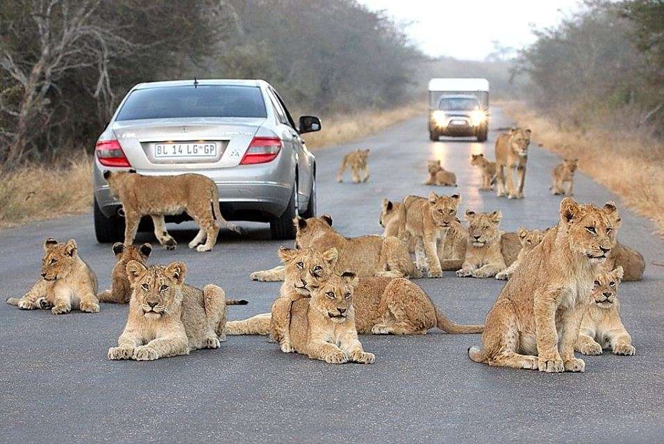 Kruger National Park