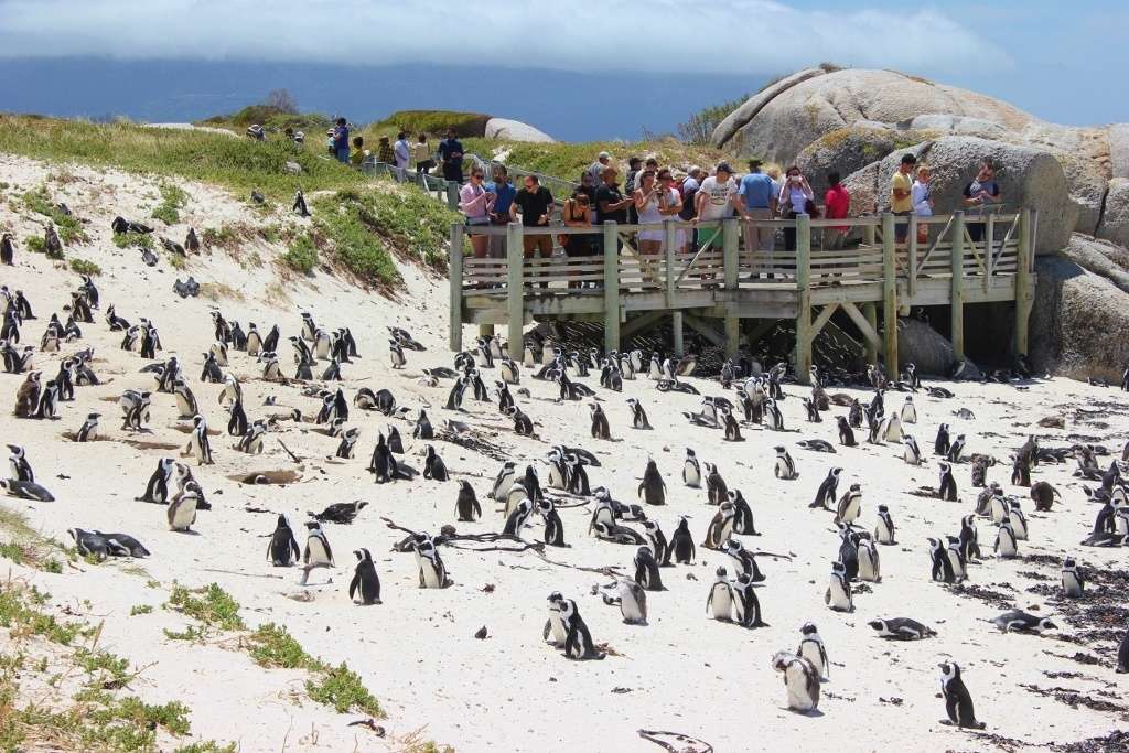Boulders Beach