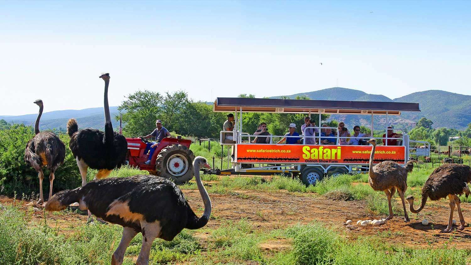 Get Neck Massage From An Ostrich