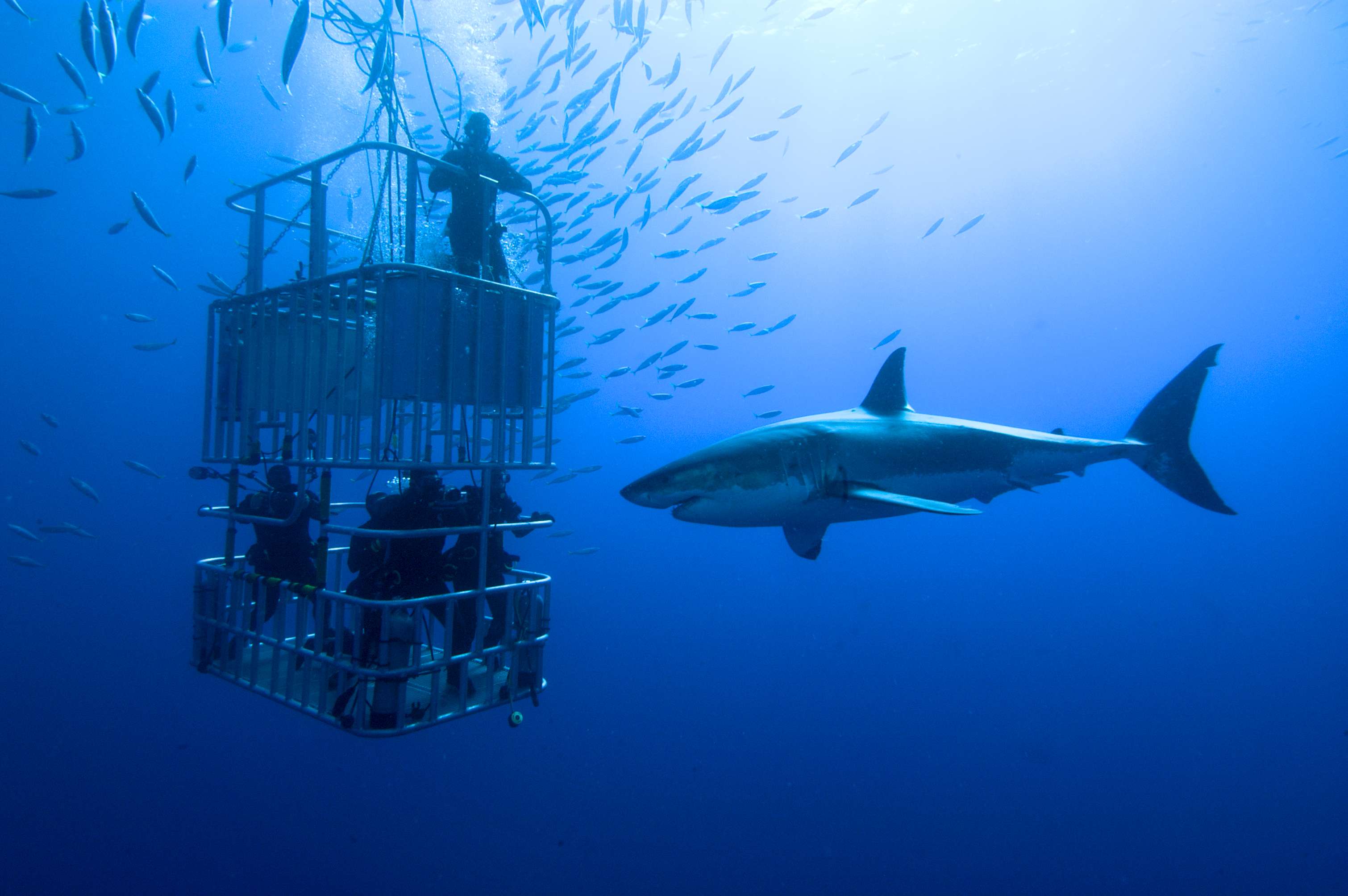 Dive With Great White Sharks