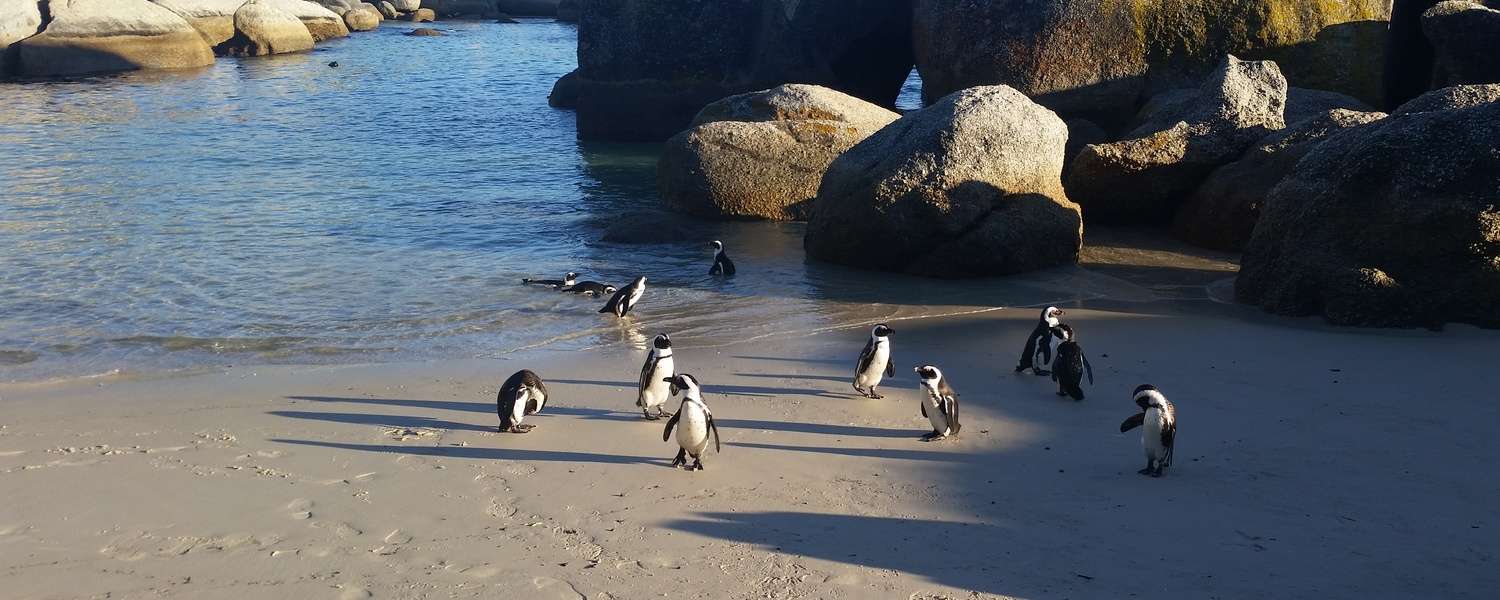 Watch Penguins of Simon's Town