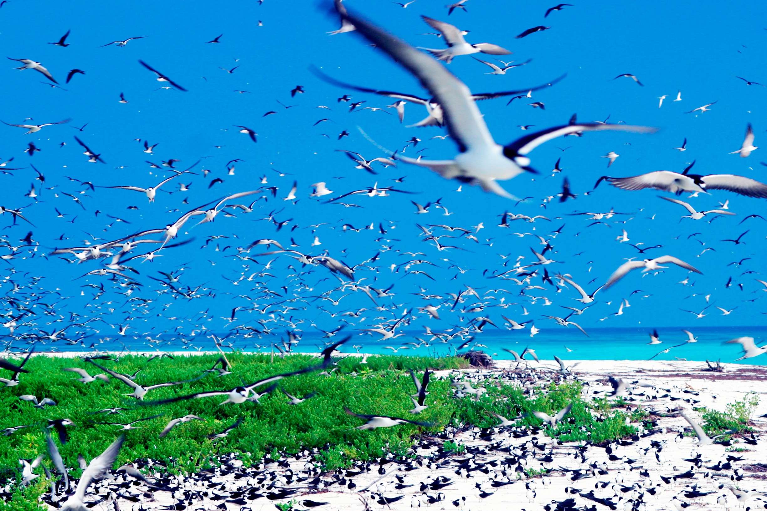 Bird Island