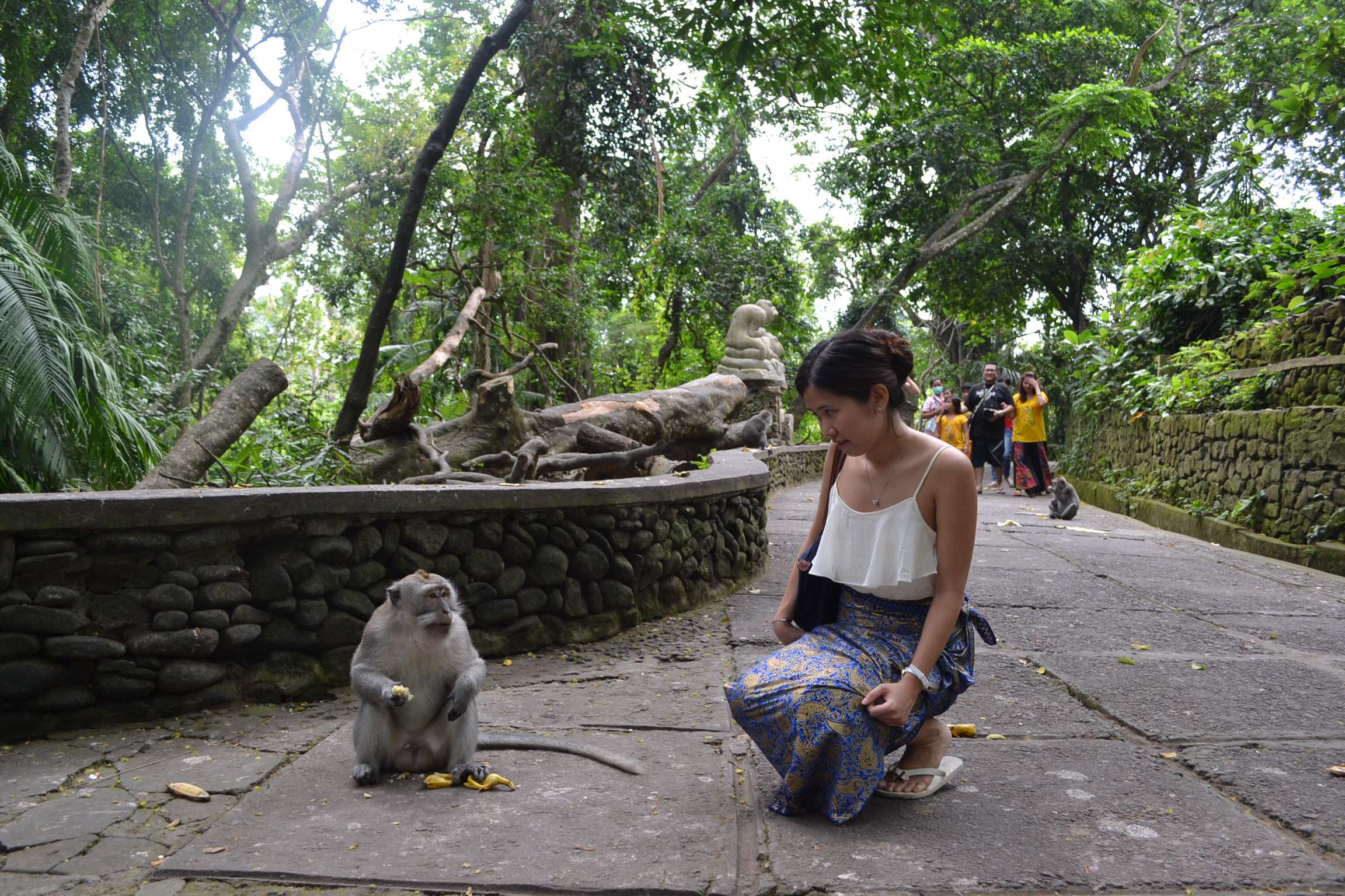 Feed Monkeys In Sacred Monkey Forest In Bali