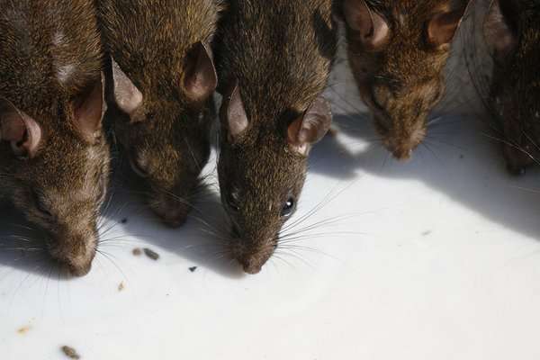 Karni Mata Fair, Bikaner