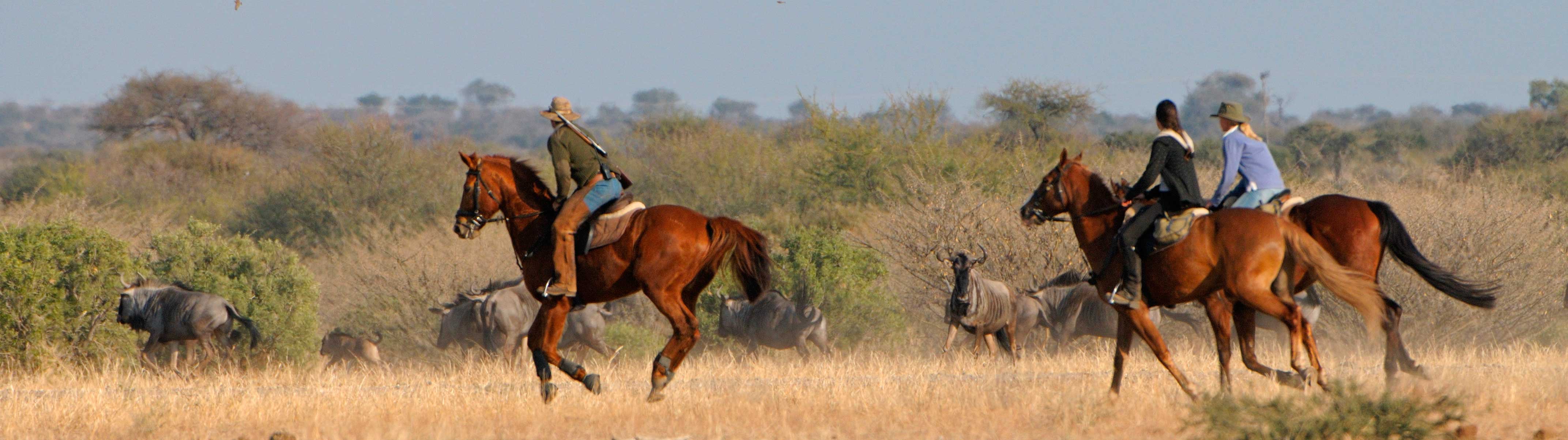 Nagaur Fair Horse Safari