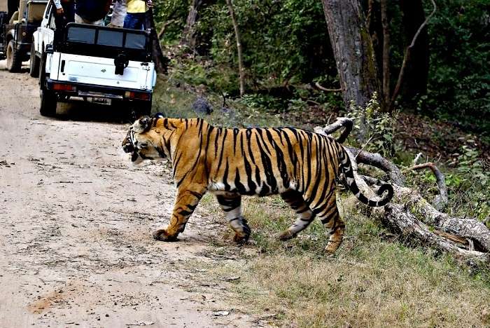 Wildlife Safari Ranthambore