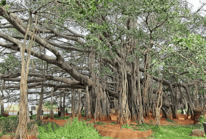 Big Banyan Tree (29 Km from Bangalore)