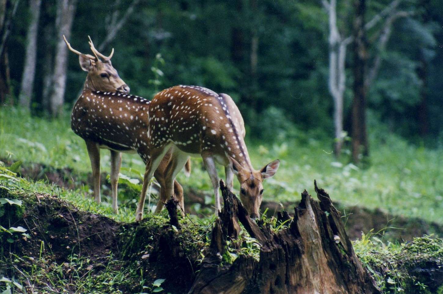 Bondla Wildlife Sanctuary