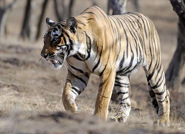 Ranthambore National Park
