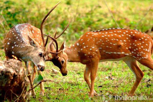 Kumbhalgarh Wildlife Sanctuary