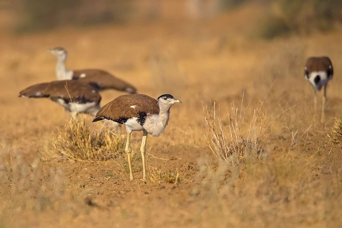 Desert National Park