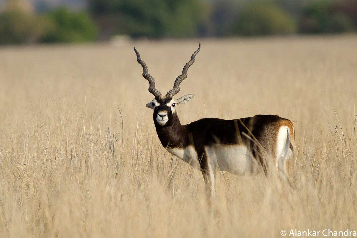 Tal Chappar Sanctuary