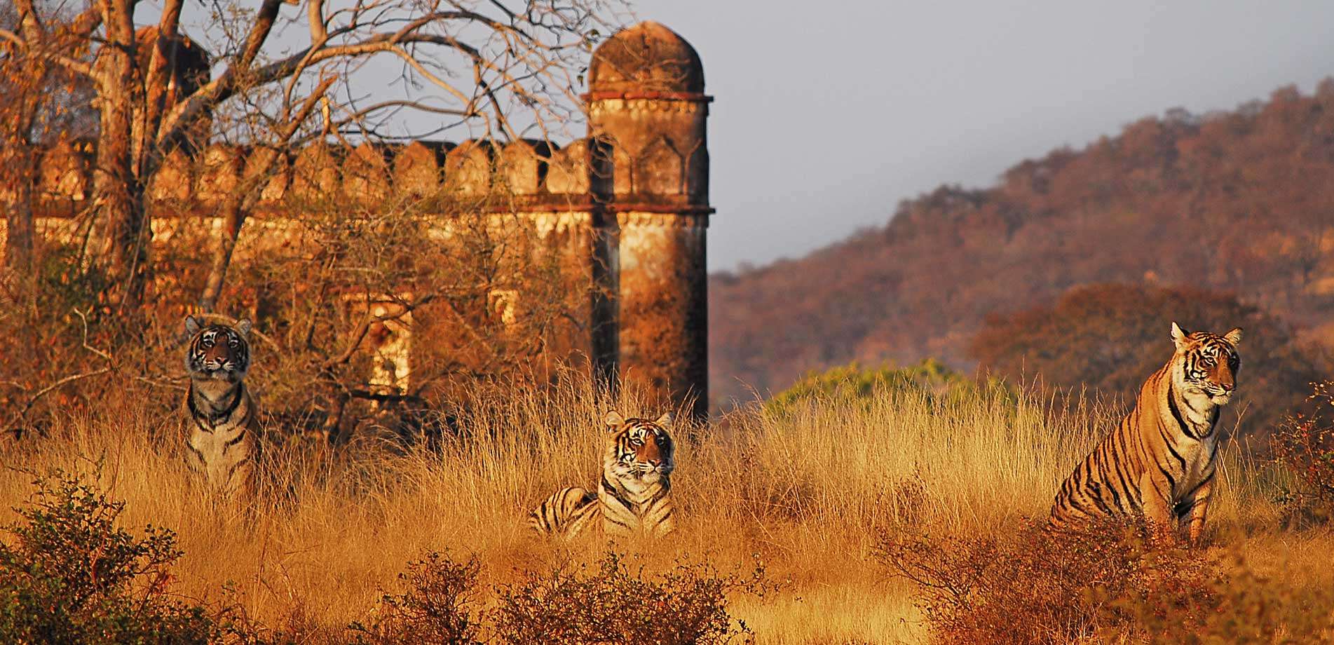 Jaipur-Ranthambhore Bike Tour