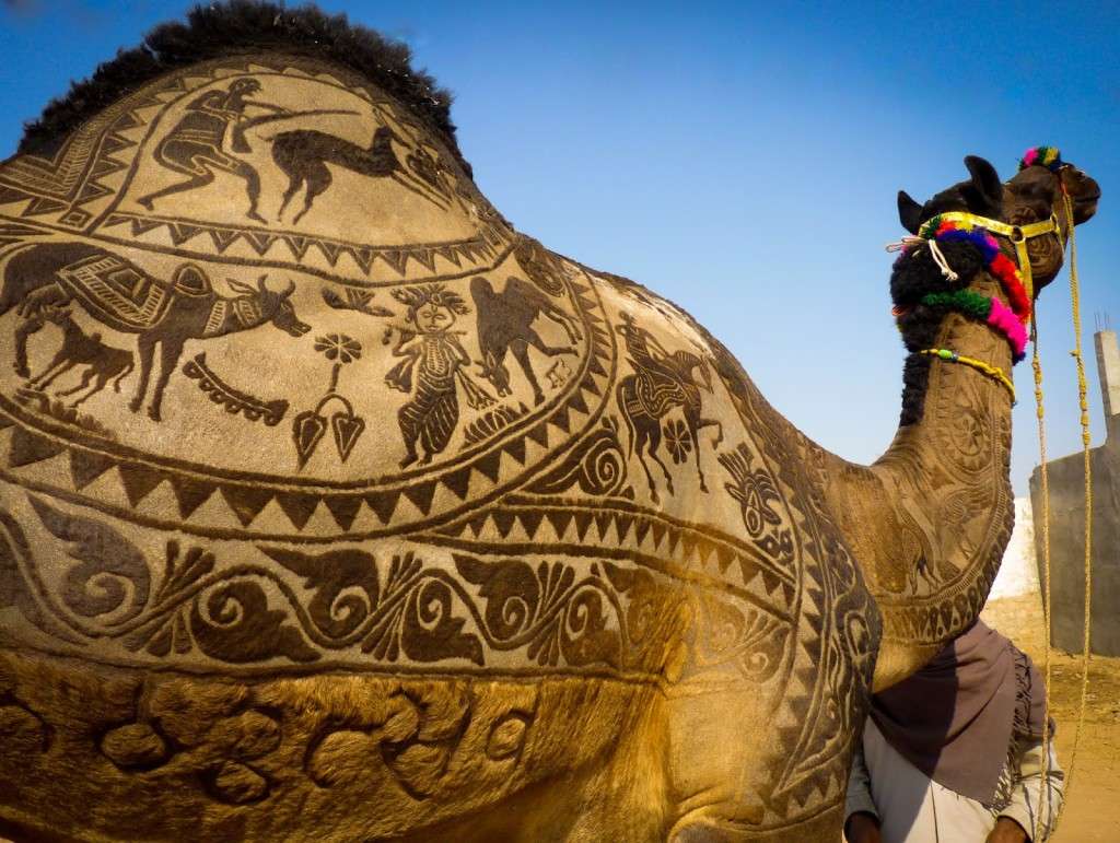 Camel Bikaner Fair