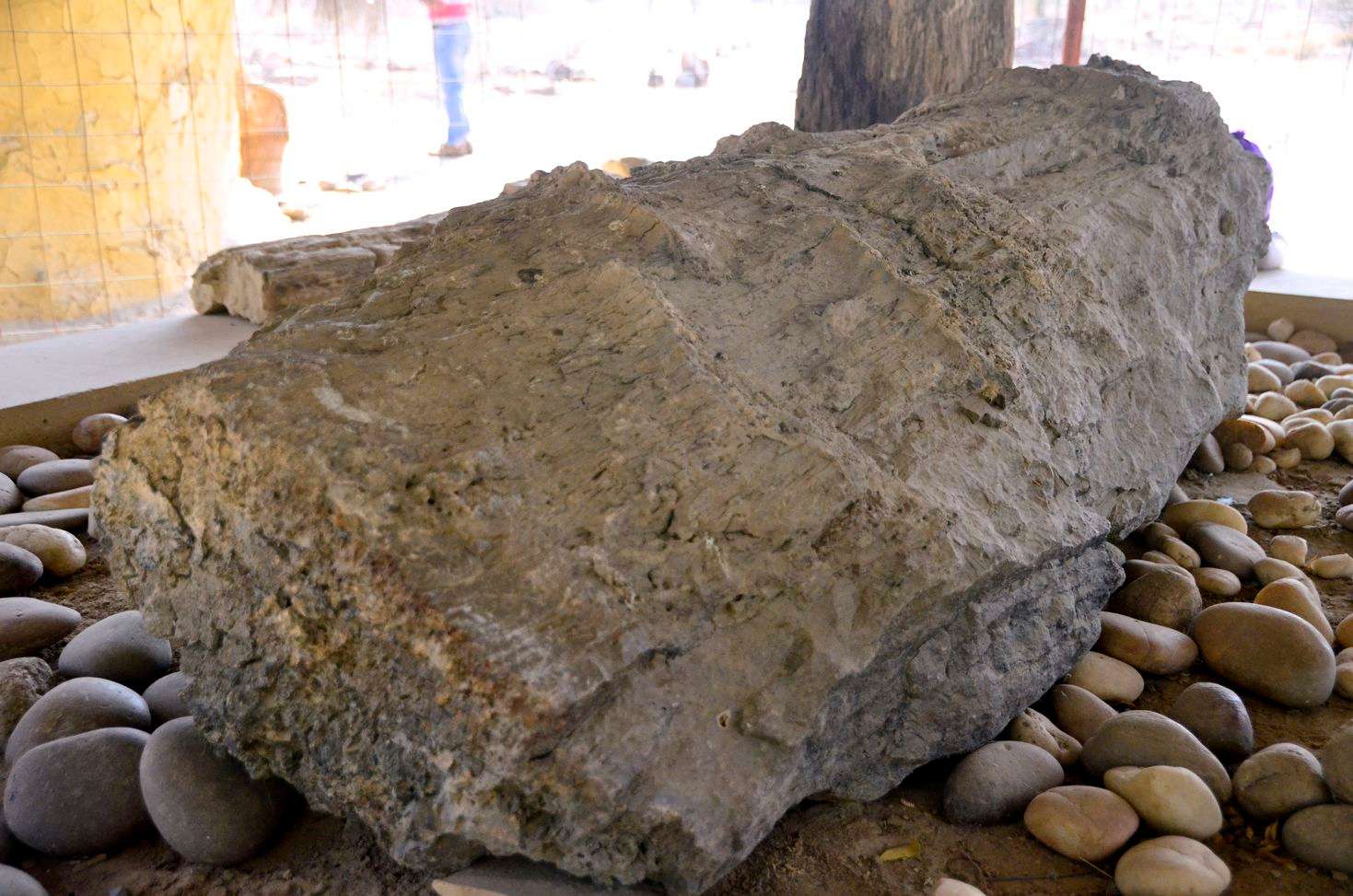 Explore the Prehistoric Era at Akal Wood Fossil Park