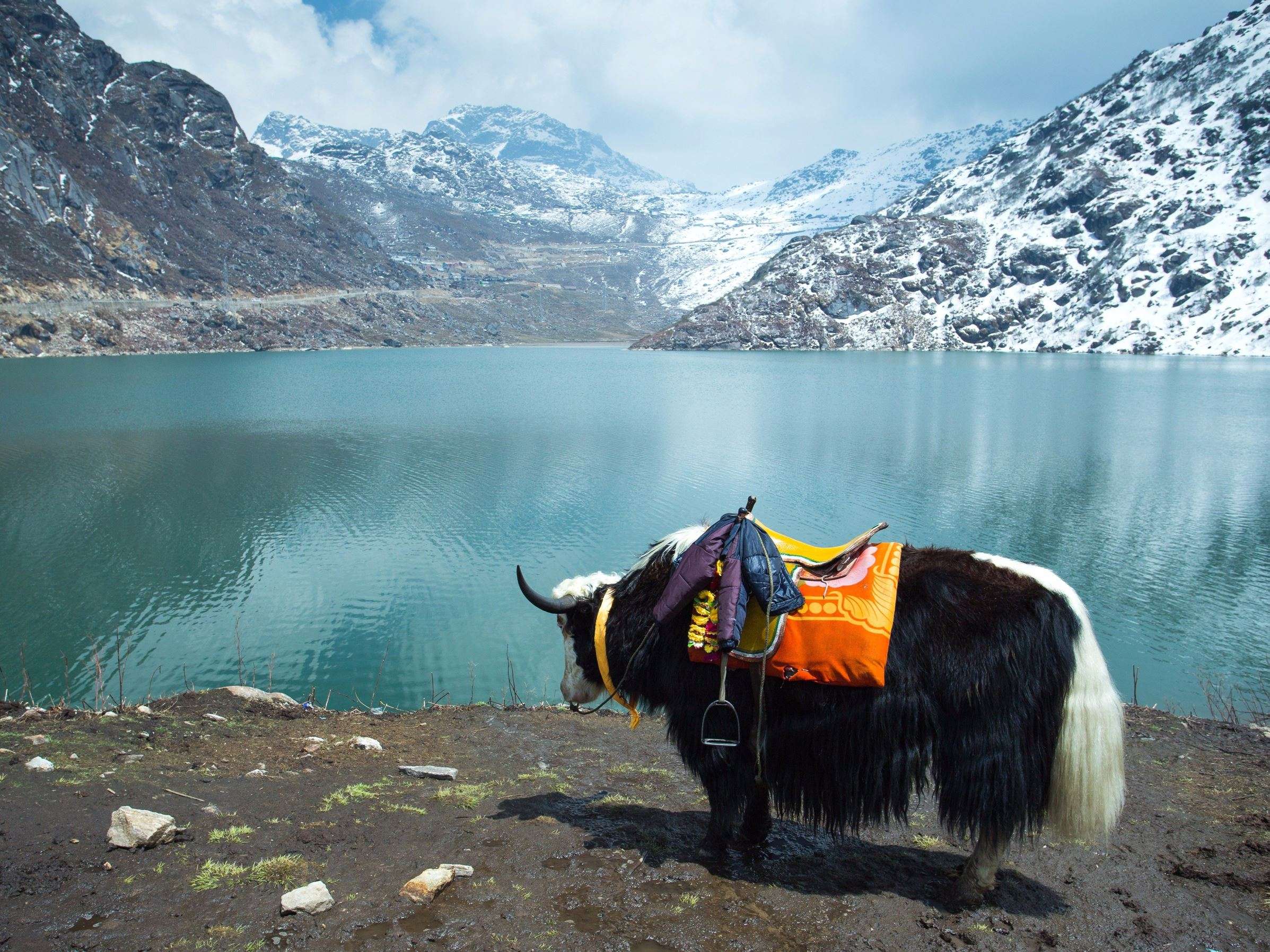 Yak Ride