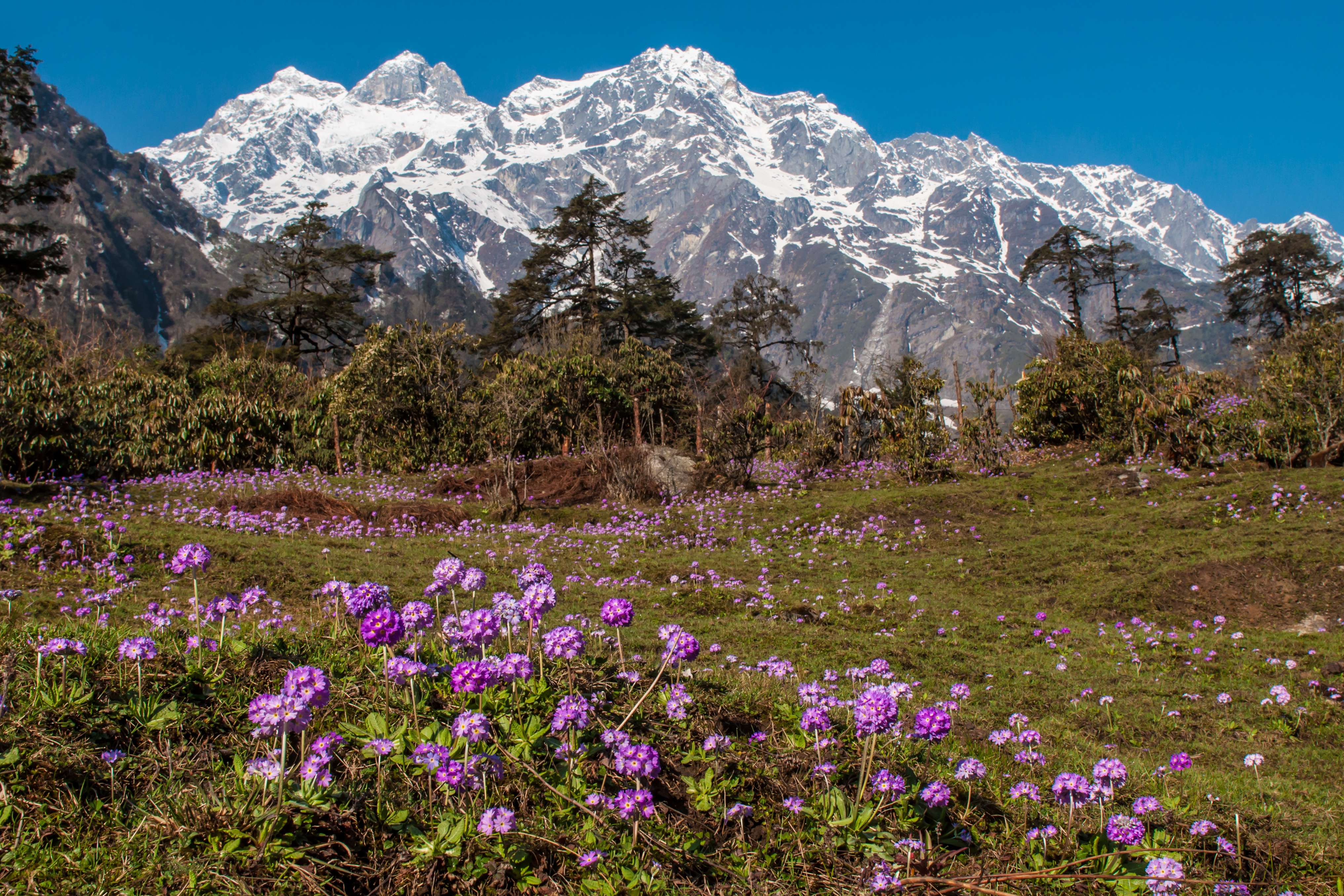 Yumthang Valley of Flowers (128 Km from Gangtok)