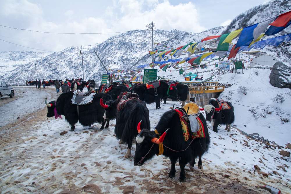 Nathula Pass (56 Km from Gangtok)