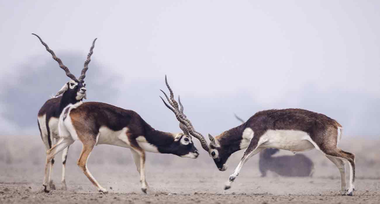 Gajner Wildlife Sanctuary, Bikaner