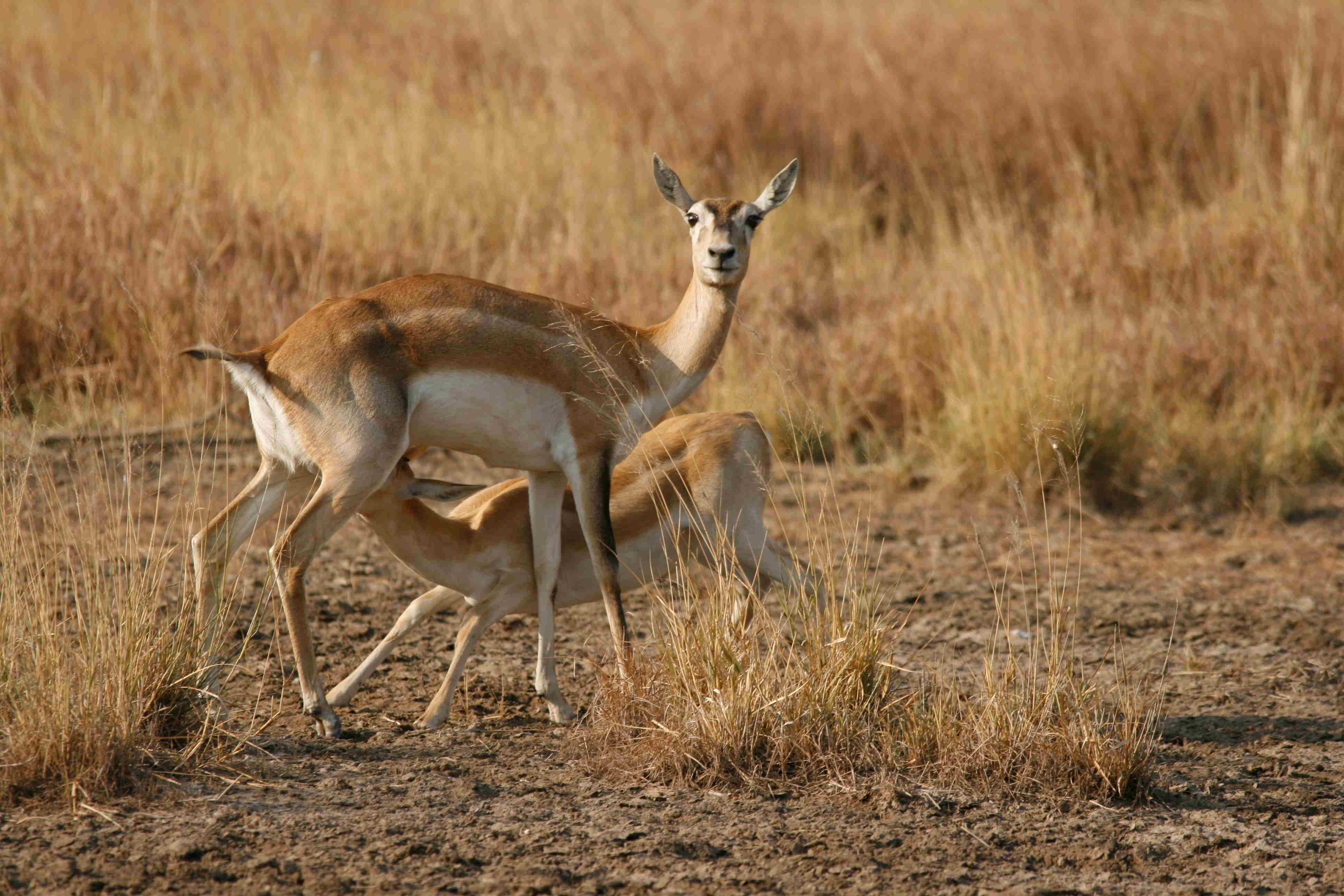 Todgarh Raoli Wildlife Sanctuary