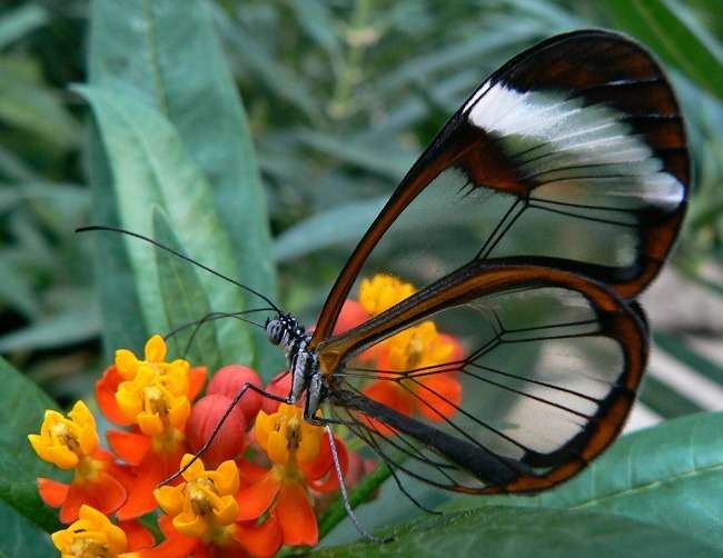 Visit Butterfly Conservatory