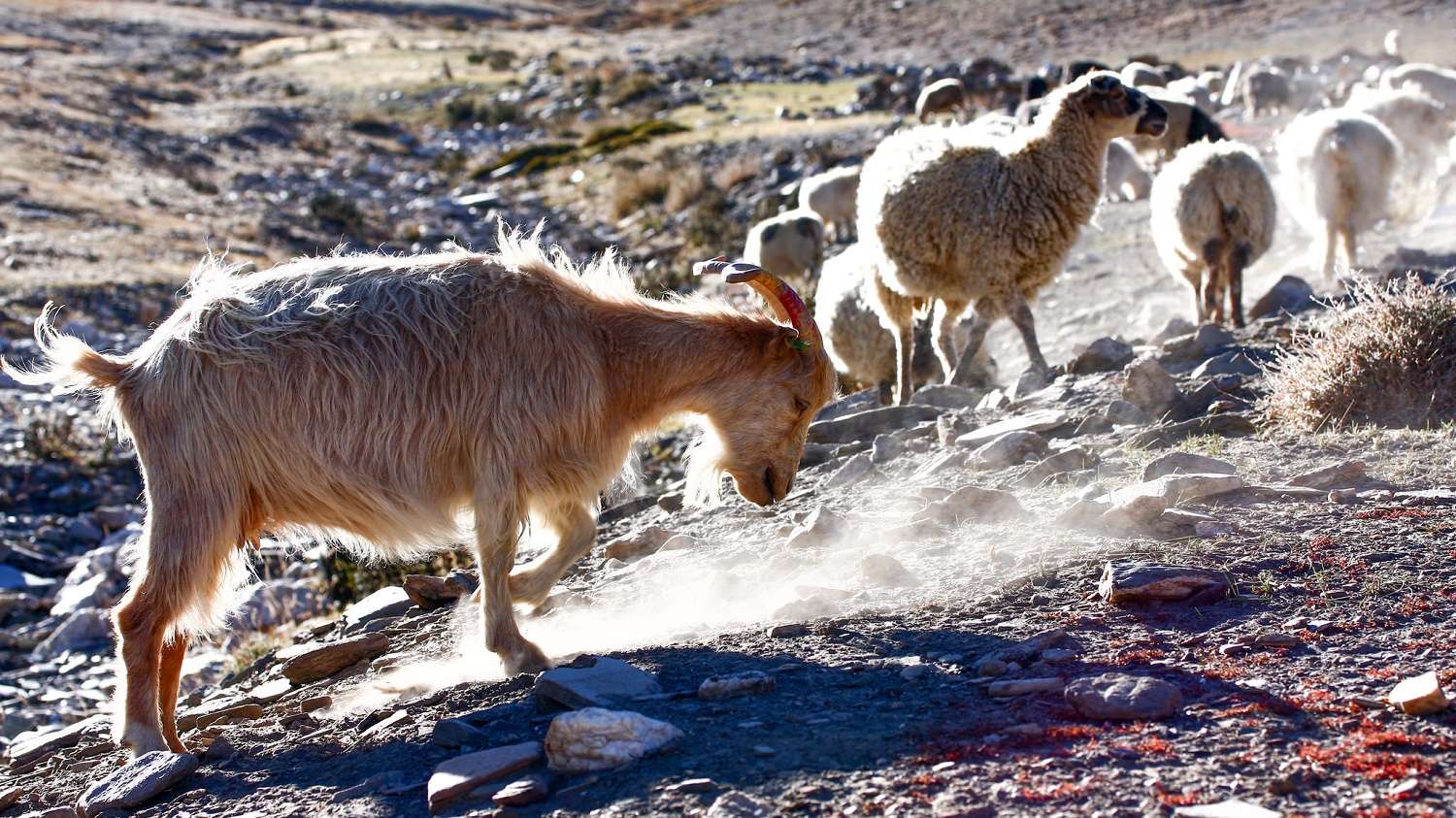 Changthang Cold Desert Wildlife Sanctuary