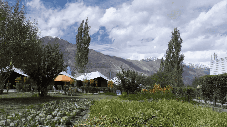 Tiger Camp Nubra