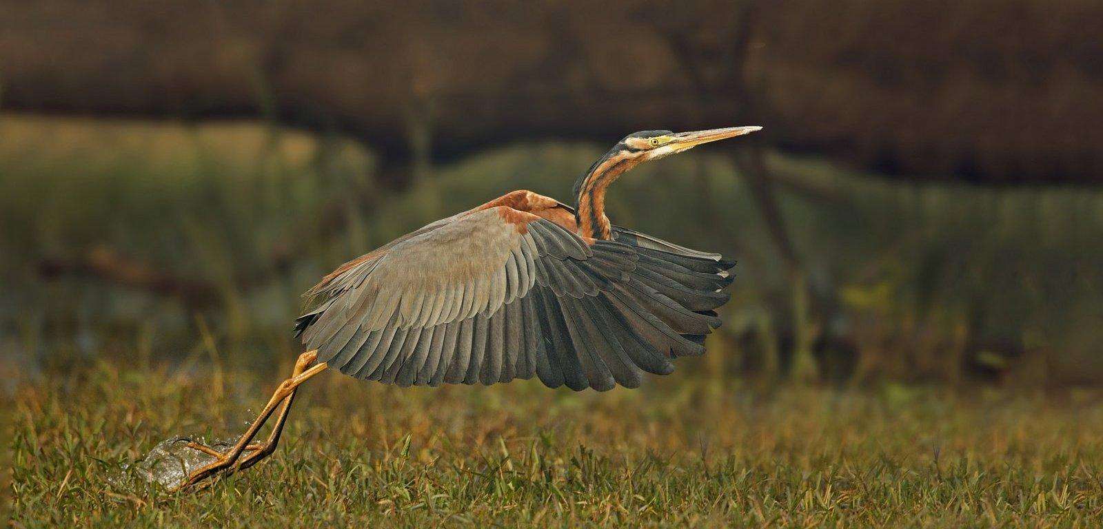 Bird Photography Tours in Tal Chapar
