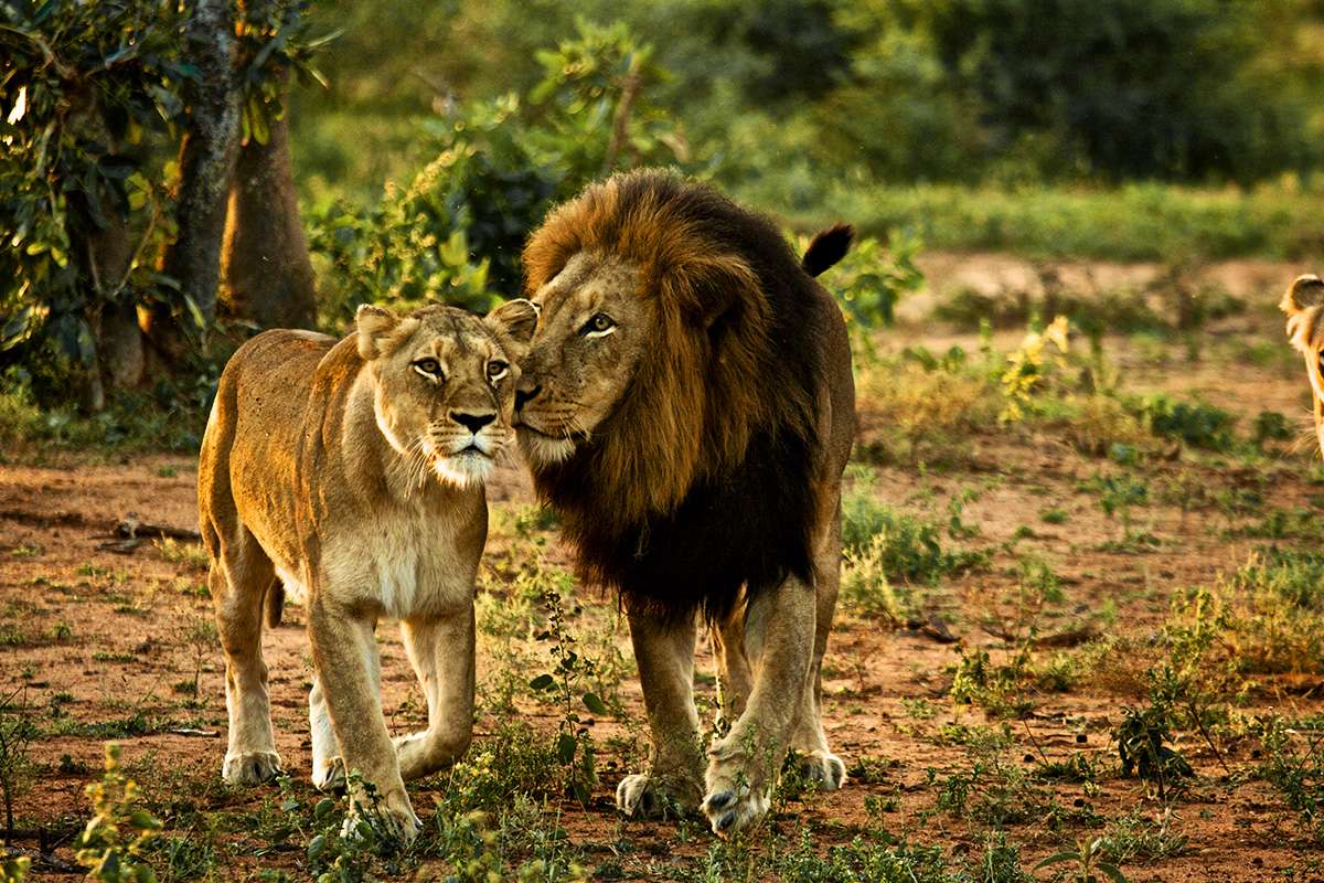 Wildlife Photography Tours in Bhadra, Kutch, Tadoba, Bandipur and Gir National Park