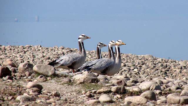 Pong Dam, Himachal Pradesh