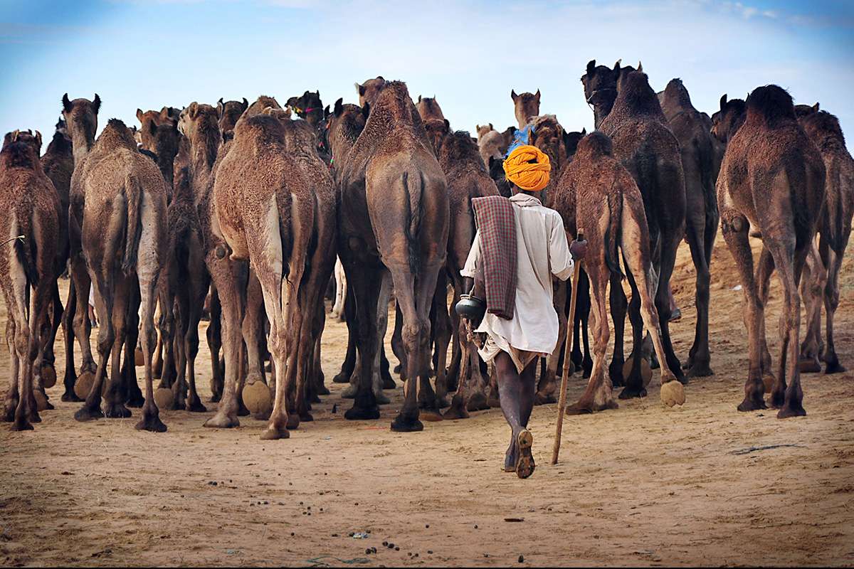 Photography Tours of the Pushkar Camel Fair and Diwali in Rajasthan