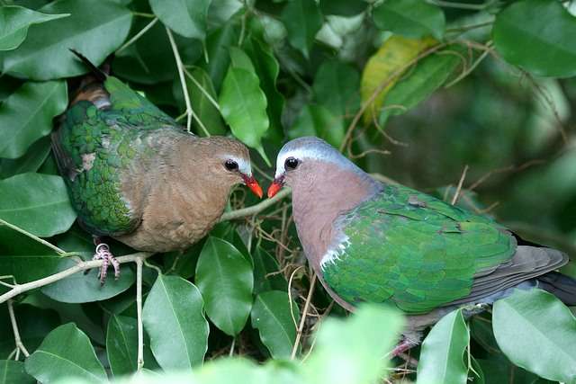 Topslip / Valparai, Tamil Nadu