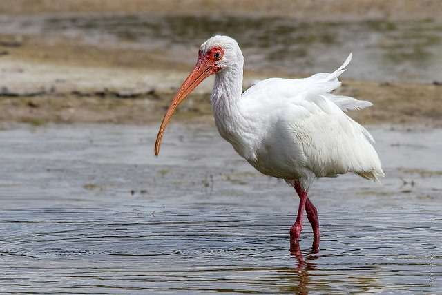 Ranganathittu, Karnataka