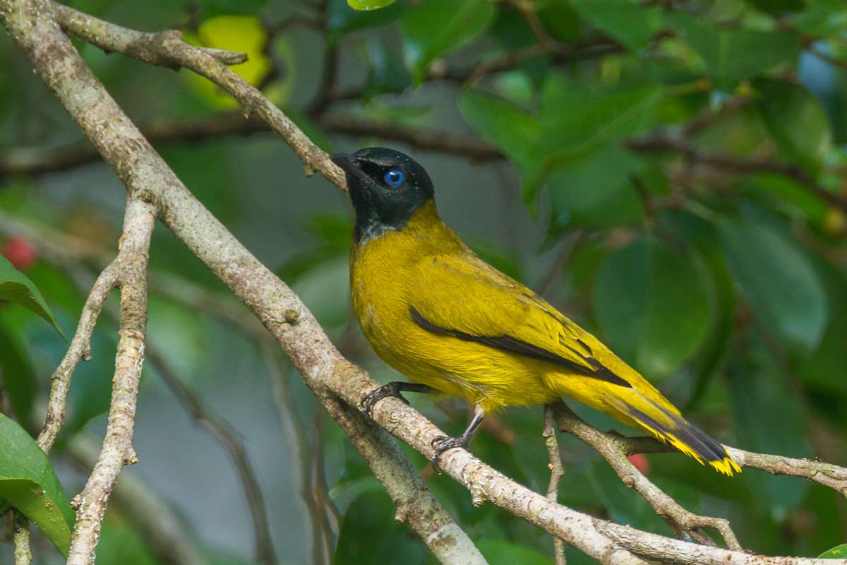 Cotigao Wildlife Sanctuary, Goa