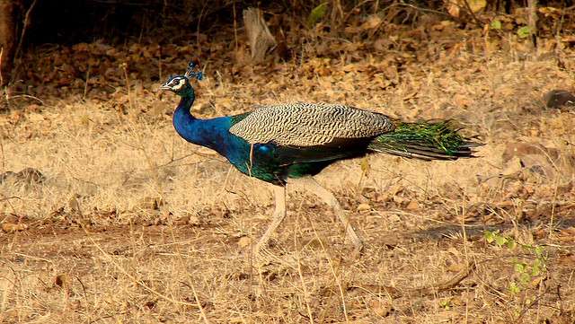  Gir National Park, Gujarat 