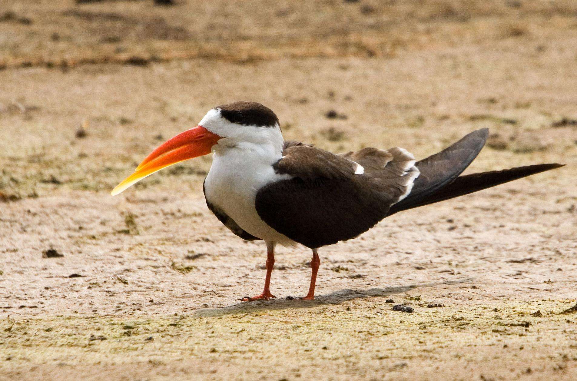 Chambal Wildlife Sanctuary, Madhya Pradesh